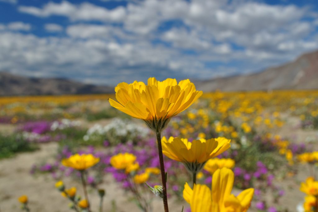 Desert Sunflower